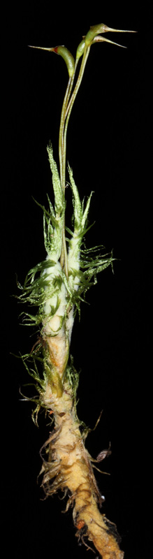 Dicranum polysetum
